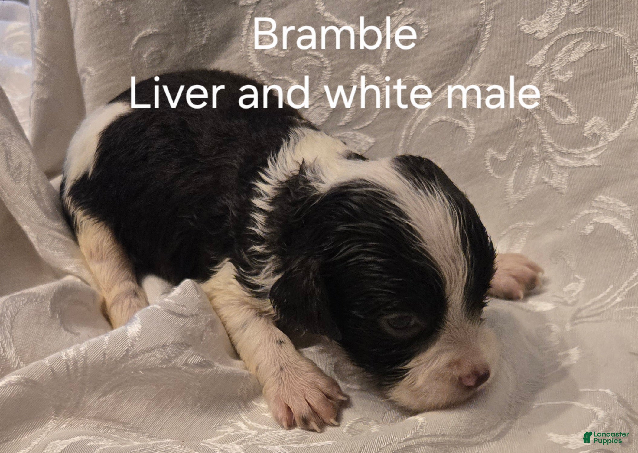 English Springer Spaniel dogs English Springer Spaniel Puppy 1 - Ad 1