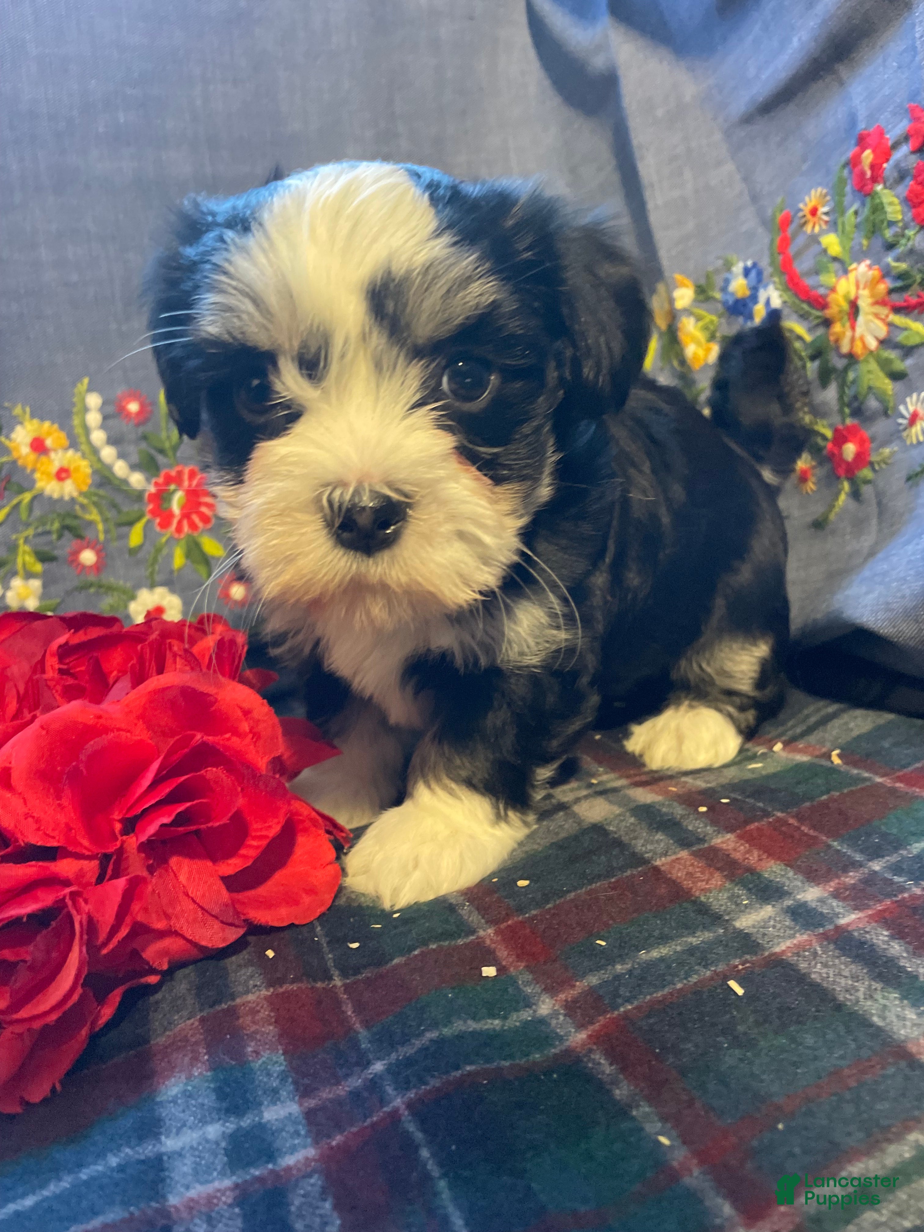 Havanese dogs Milo - Ad 40