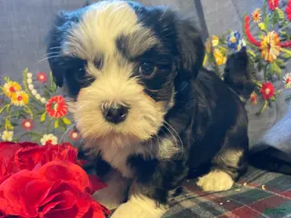 Havanese dogs Milo - Ad 40