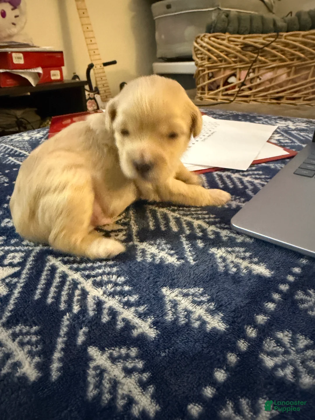 Mixed Breed dogs for sale: Chowder - Ad 2