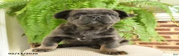 French Bulldog dogs for sale: Toby - Ad 3