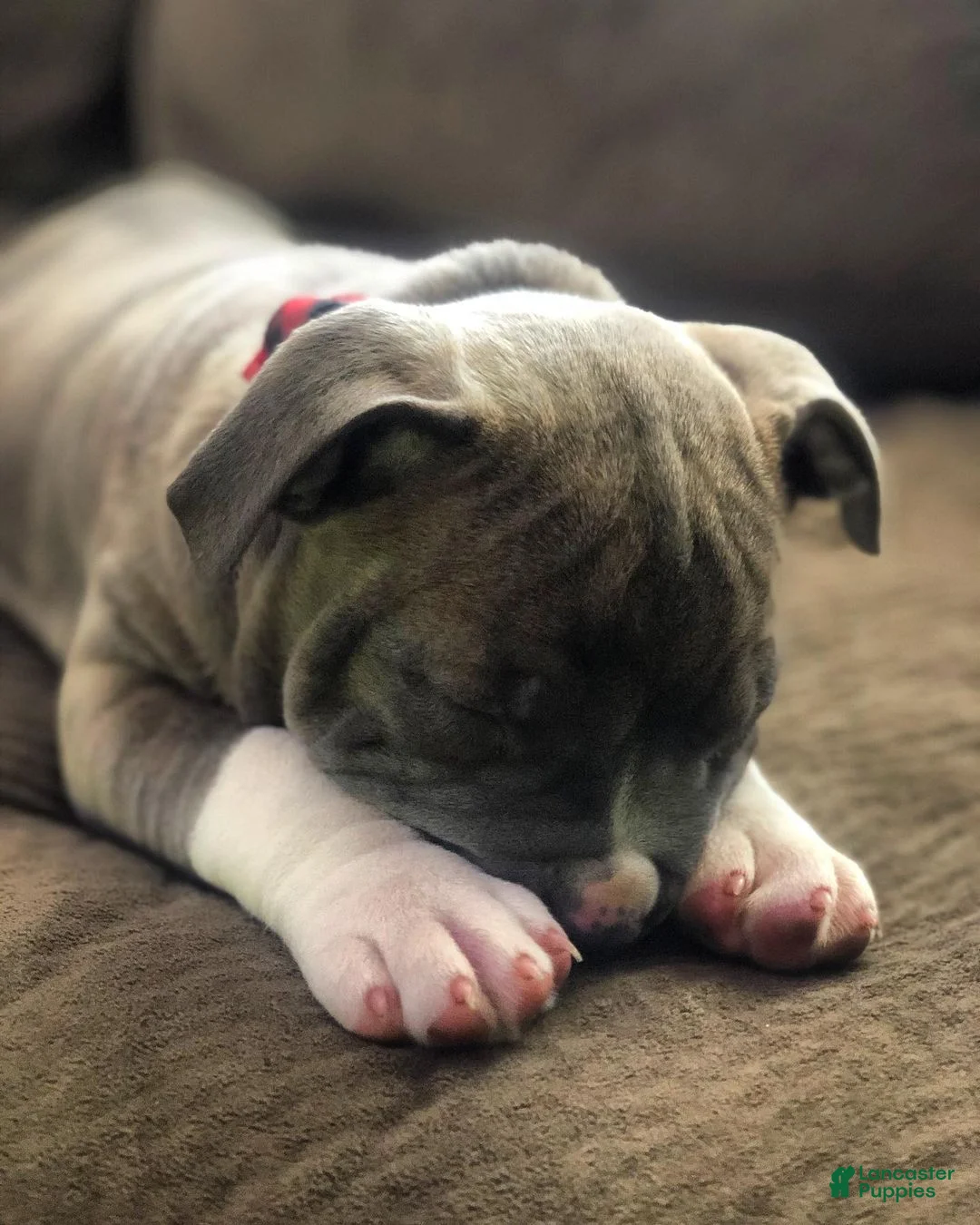 American Pit Bull Terrier dogs for sale: American Pit Bull Terrier Puppy 1 - Ad 2