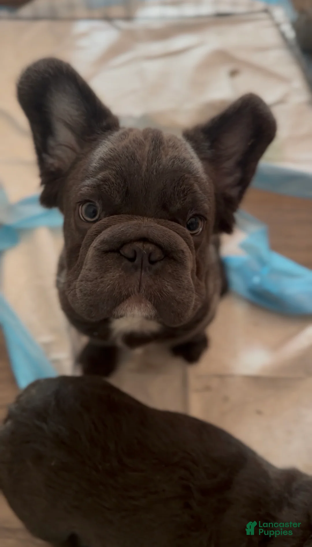 French Bulldog dogs for sale: French Bulldog Puppy 2 - Ad 2