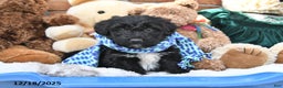 Aussiedoodle dogs for sale: Tristan - Ad 3