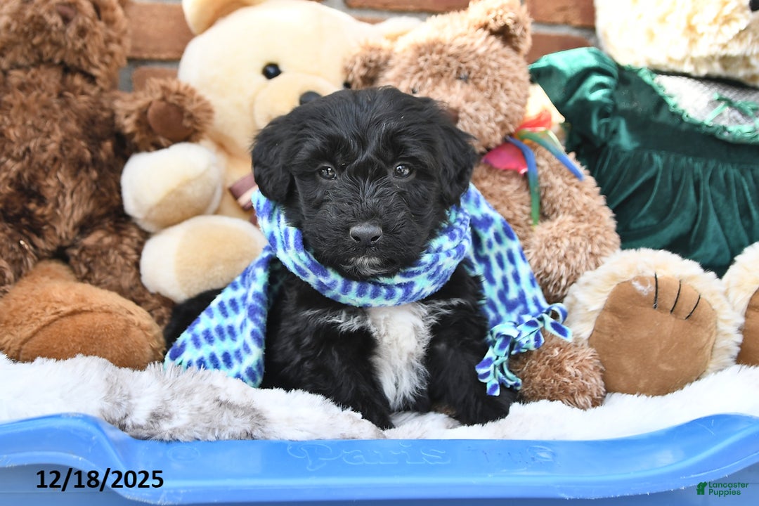 Aussiedoodle dogs for sale: Tristan - Ad 3