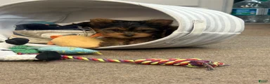 Yorkshire Terrier 2 Butch