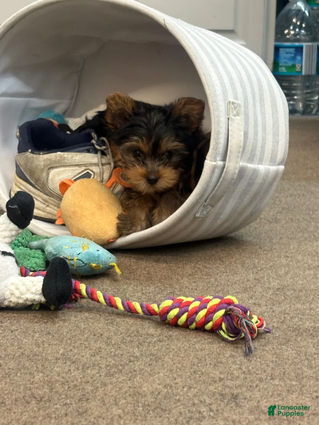Yorkshire Terrier dogs for sale: Yorkshire Terrier 2 Butch - Ad 1