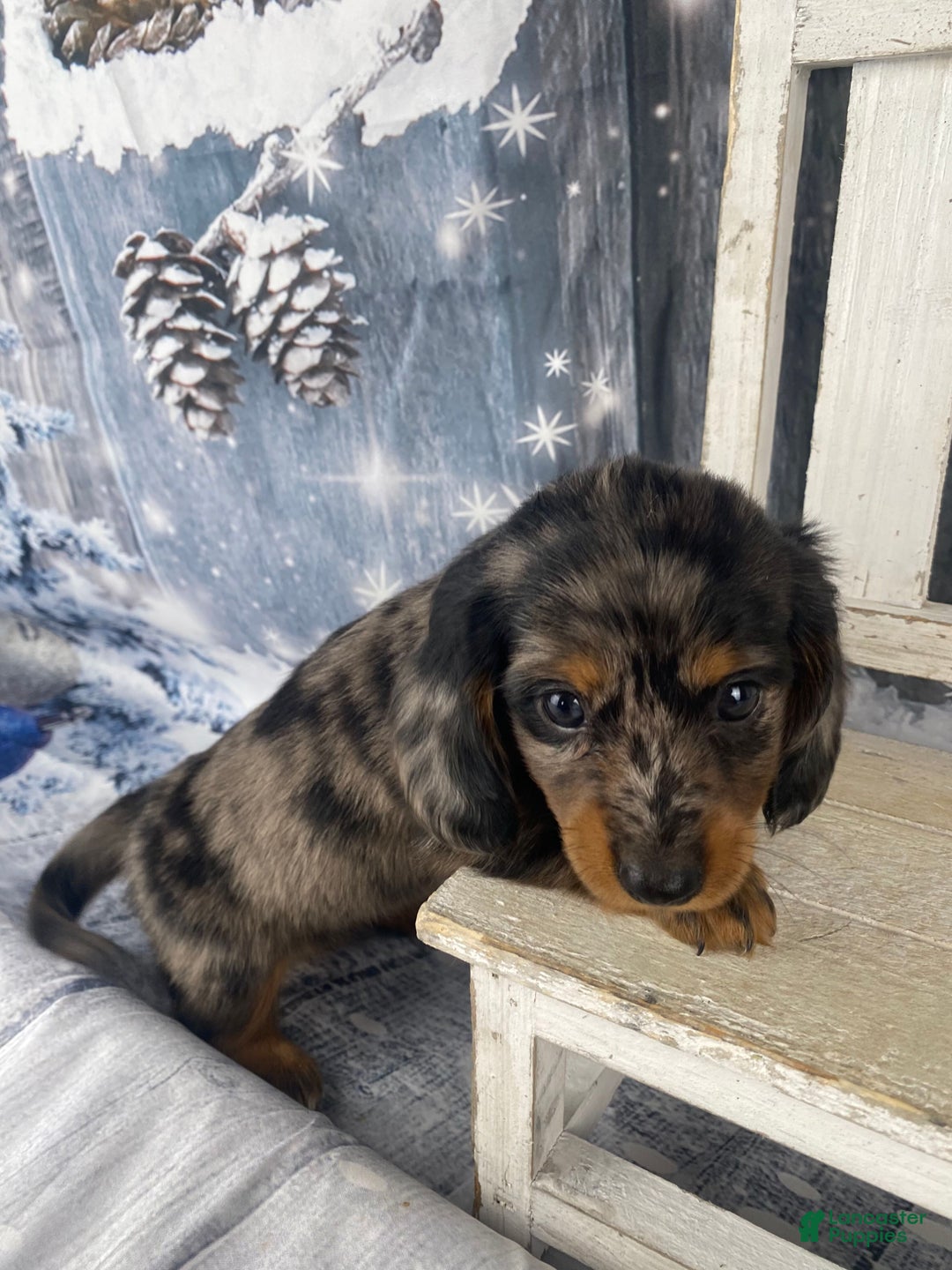 Miniature Dachshund dogs for sale: Donna - Ad 6