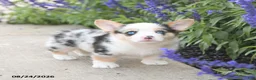 Welsh Corgi Pembroke dogs for sale: Lincoln - Ad 4