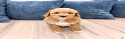 Mini Goldendoodle dogs for sale: Finn - Ad 4