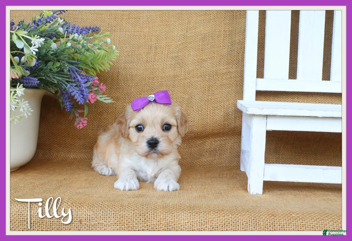 Cavachon dogs Tilly - Ad 1