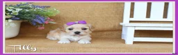Cavachon dogs for sale: Tilly - Ad 1