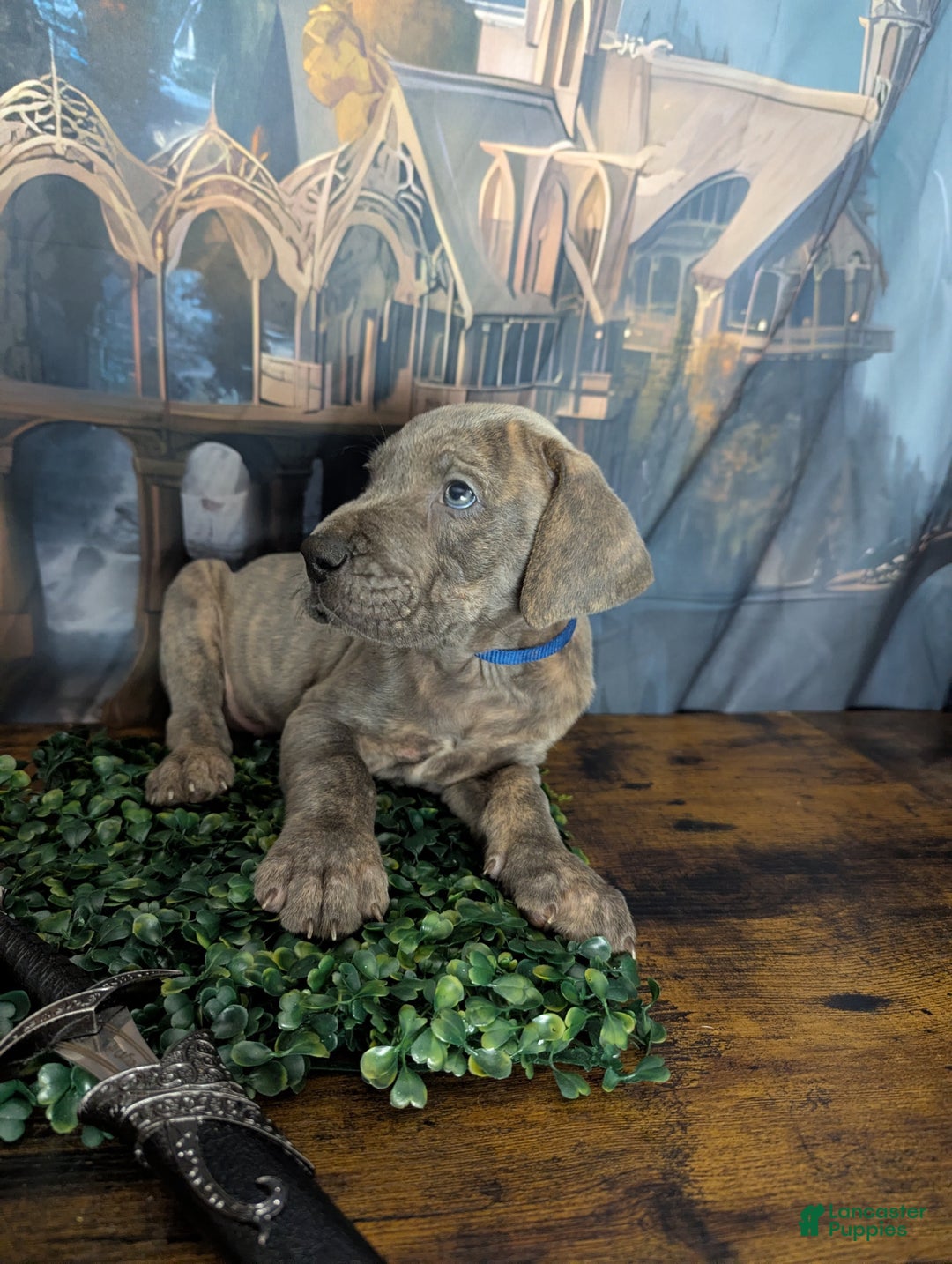 Great Dane dogs for sale: Legolas Blue Brindle Male Great Dane Puppy - Ad 4