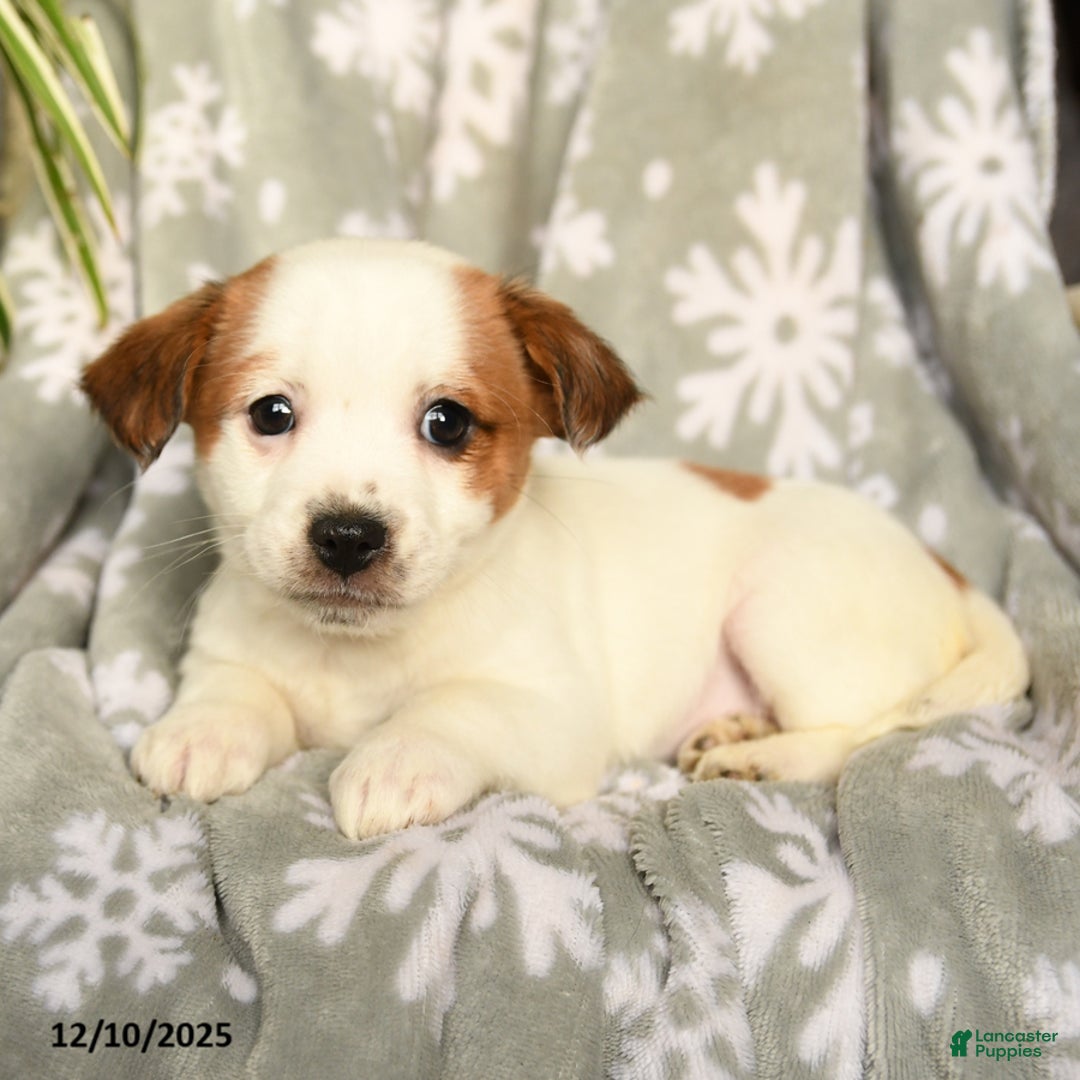 Mixed Breed dogs for sale: Marshmallow - Ad 2