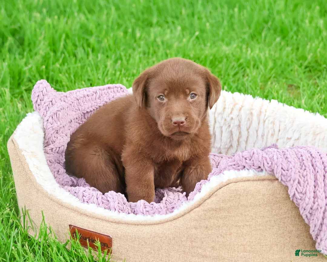 Labrador Retriever dogs for sale: Coco - Ad 2