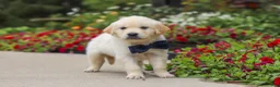 Golden Retriever dogs for sale: Burnell - Ad 3