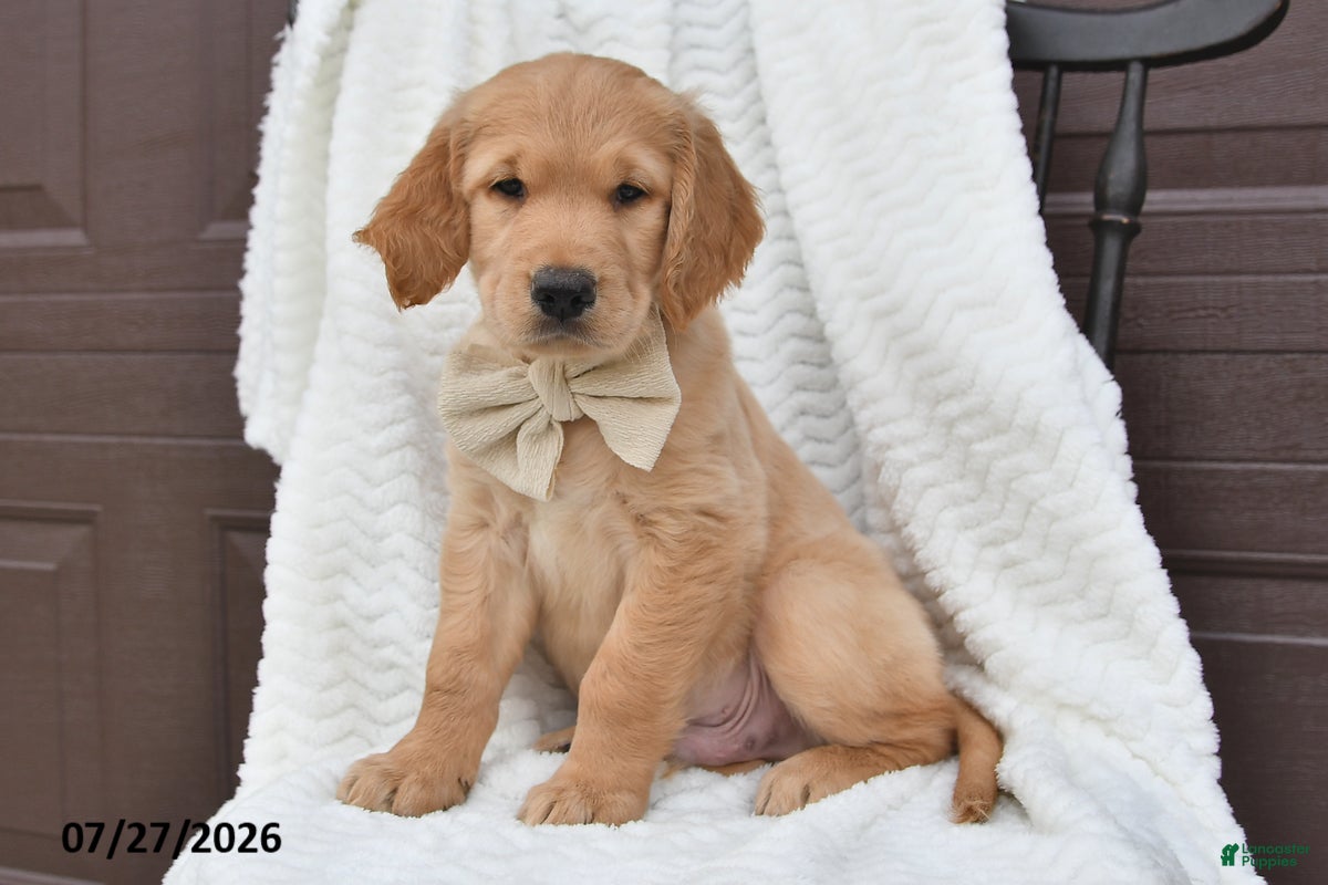 Golden Retriever dogs Carl - Ad 2