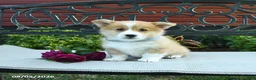 Welsh Corgi Pembroke dogs for sale: Ranae - Ad 4
