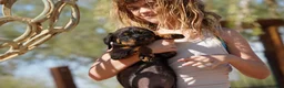 Rottweiler dogs for sale: Light Blue Collar - Ad 6