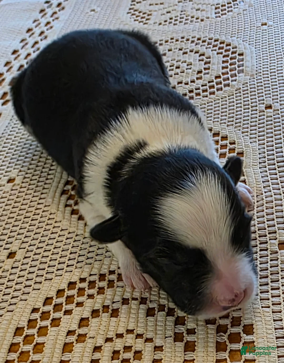Border Collie dogs for sale: Border Collie Puppy 3 - Ad 2