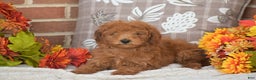 Toy Poodle dogs for sale: Tessa - Ad 6