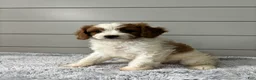 Cavapoo dogs for sale: Teddy  - Ad 5
