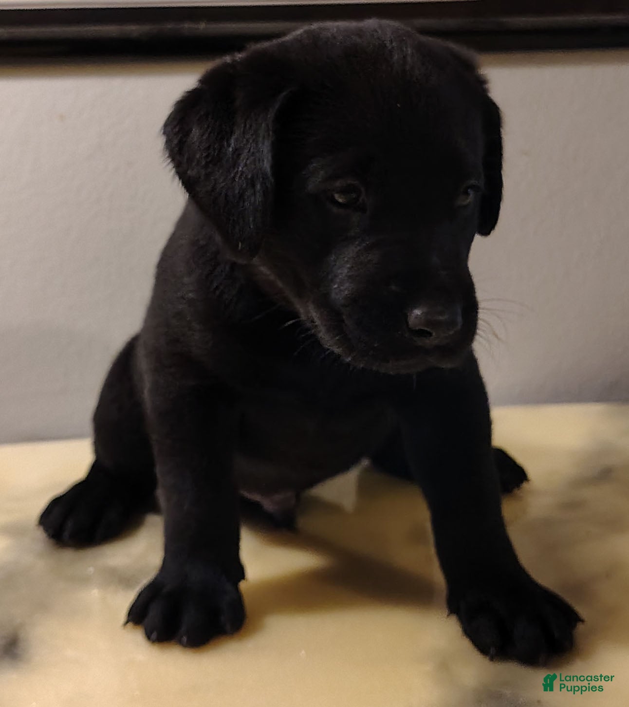 Labrador Retriever dogs Cooper - Ad 31