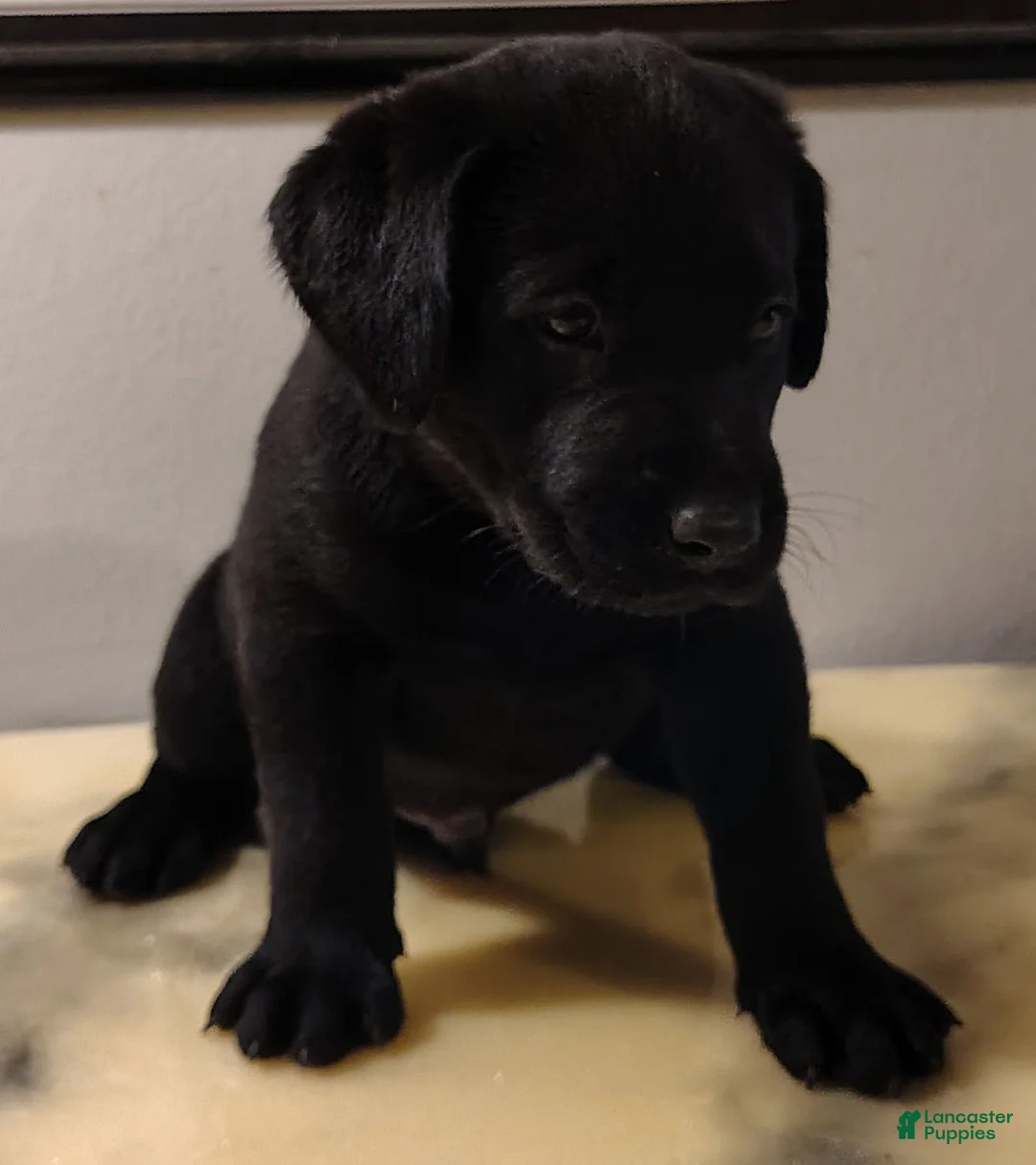 Labrador Retriever dogs for sale: Cooper - Ad 1