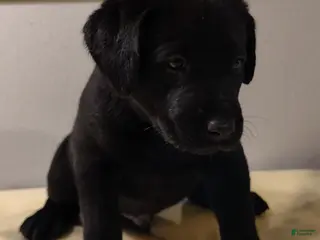 Labrador Retriever dogs Cooper - Ad 40