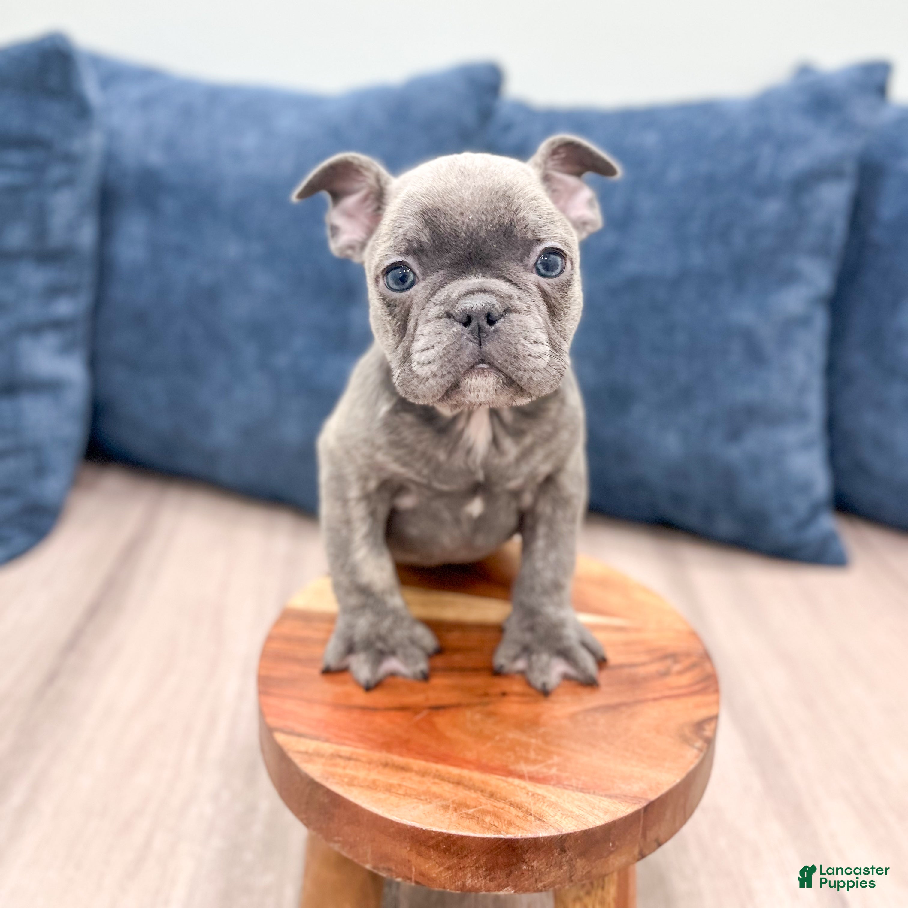 Mixed Breed dogs Harvey - Ad 2