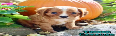 Tucker Male AKC Cavalier