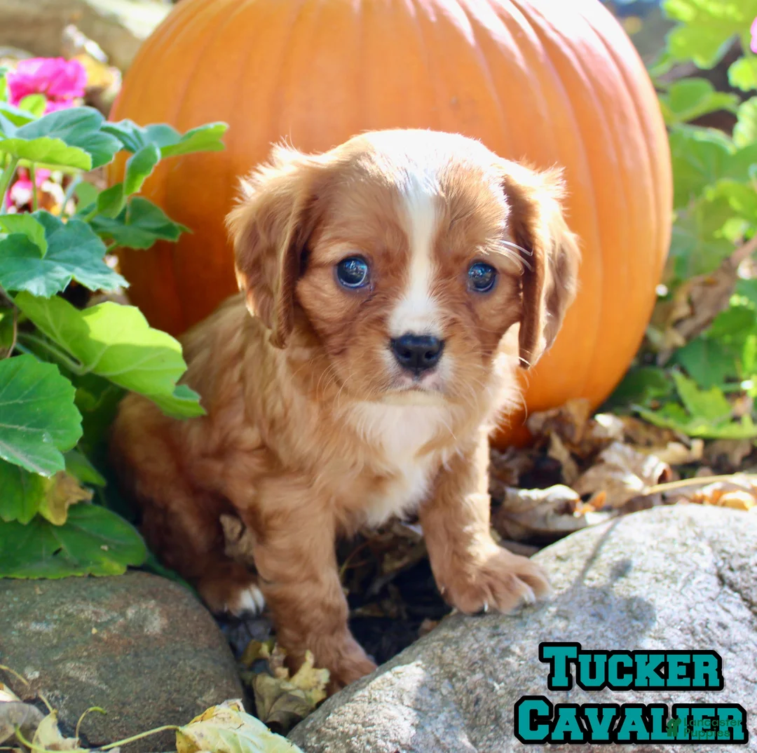 Cavalier King Charles Spaniel dogs for sale: Tucker Male AKC Cavalier - Ad 1