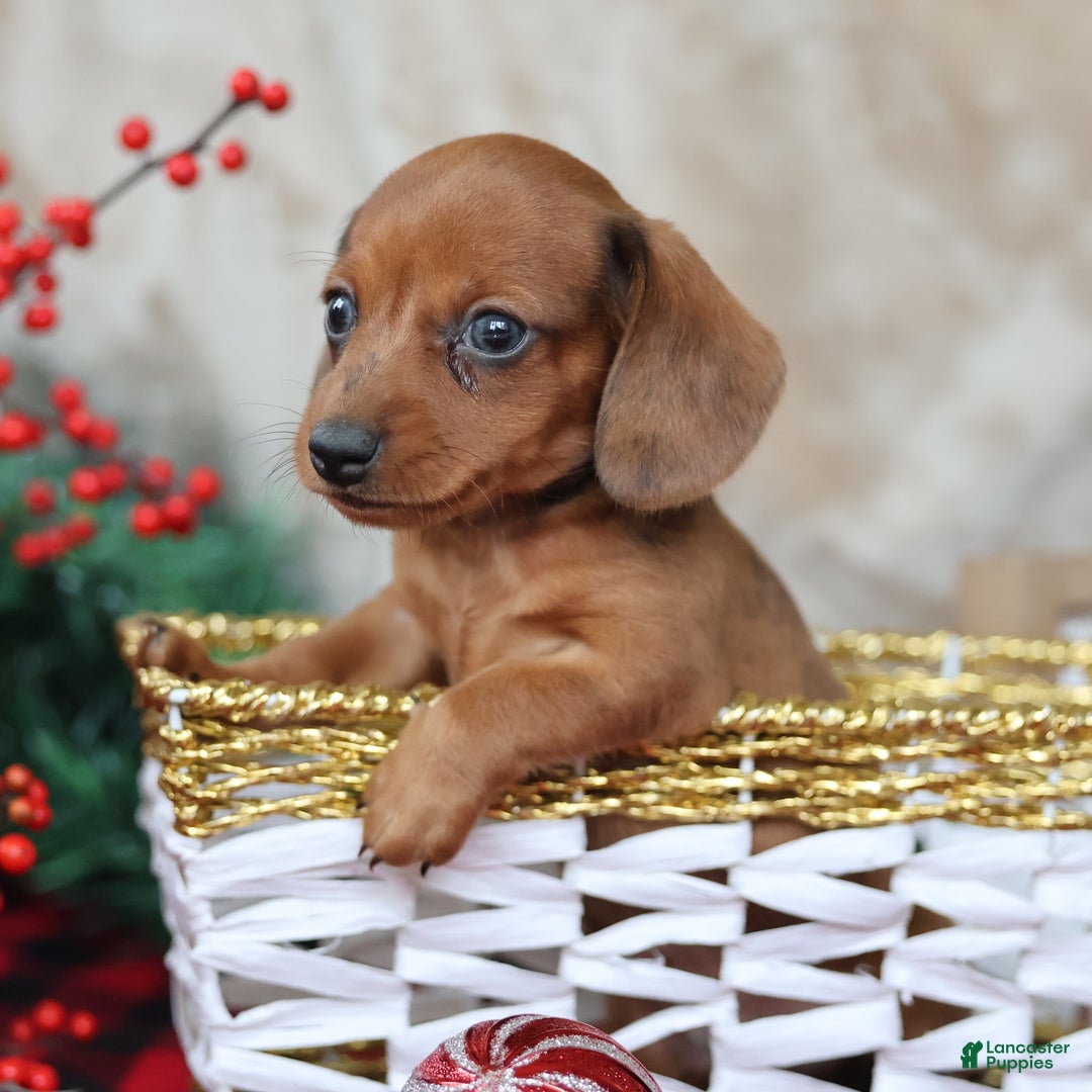 Miniature Dachshund dogs for sale: Sterling - Ad 1