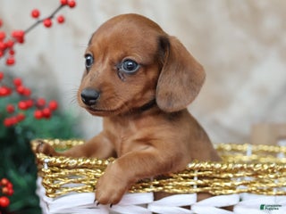 Miniature Dachshund dogs Sterling - Ad 31