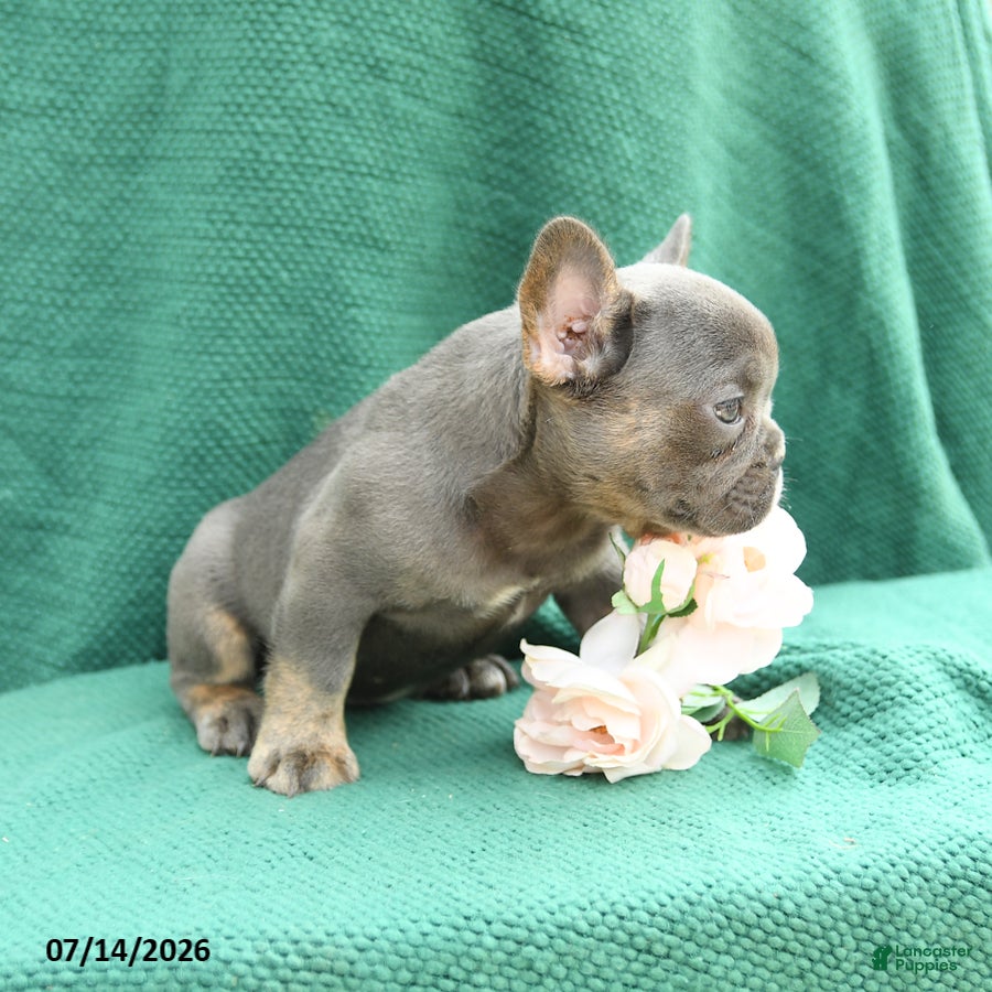 French Bulldog dogs Dolly - Ad 2