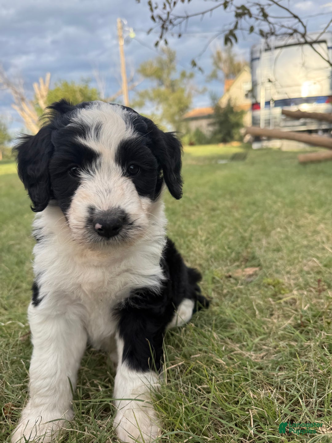 Aussiedoodle dogs for sale: Pepper - Ad 5