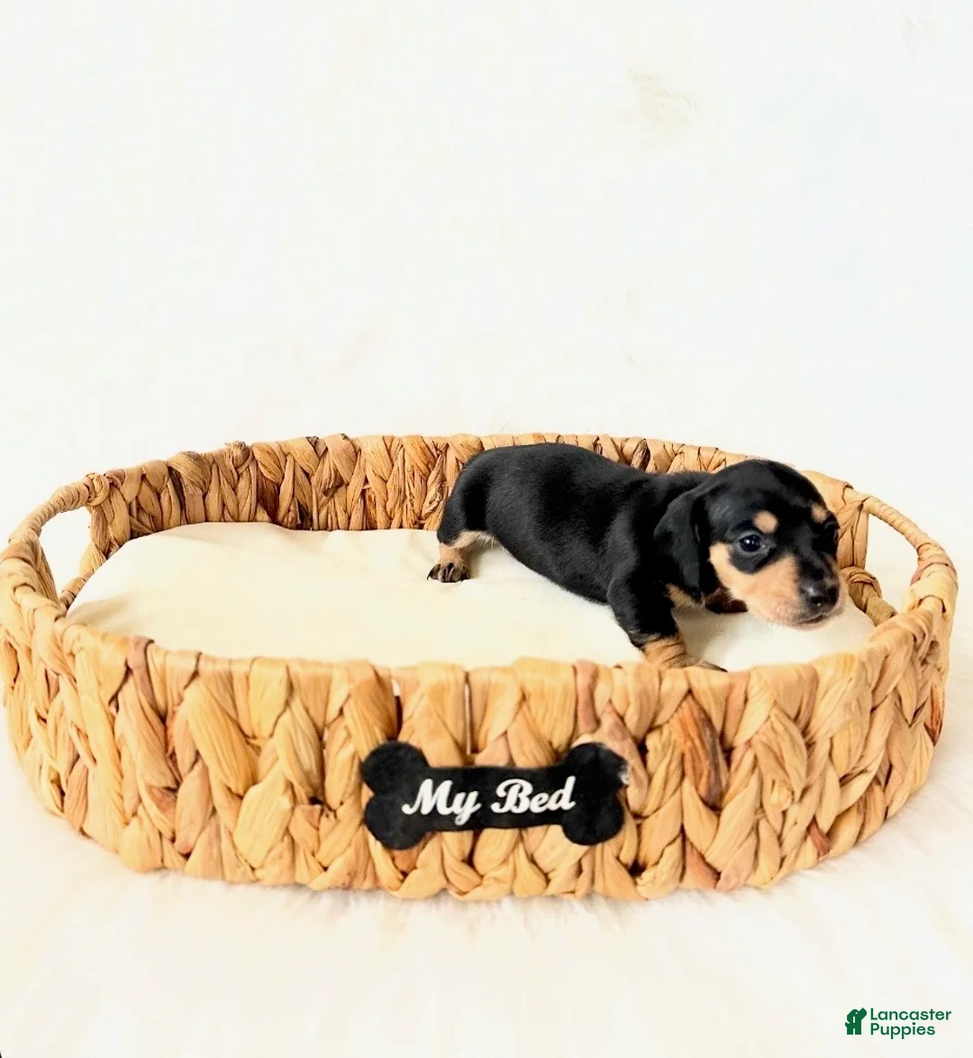 Miniature Dachshund dogs for sale: AKC Zoey - Ad 6