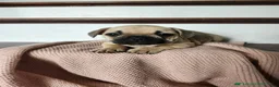 French Bulldog dogs for sale: Dorah - Ad 3