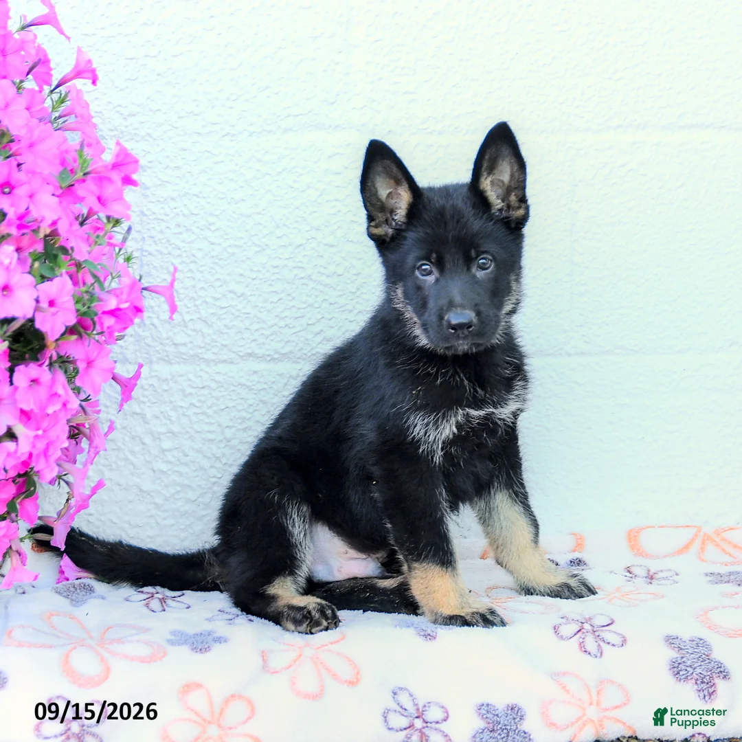 German Shepherd dogs for sale: Asher - Ad 1