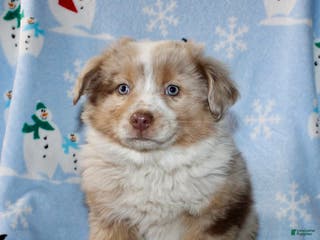 Australian Shepherd dogs Derick - Ad 13