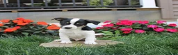 Jack Russell Terrier dogs for sale: Kyle - Ad 1