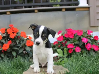 Jack Russell Terrier dogs Kyle - Ad 12