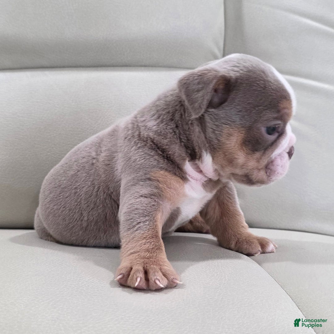 English Bulldog dogs for sale: Anna - Ad 7