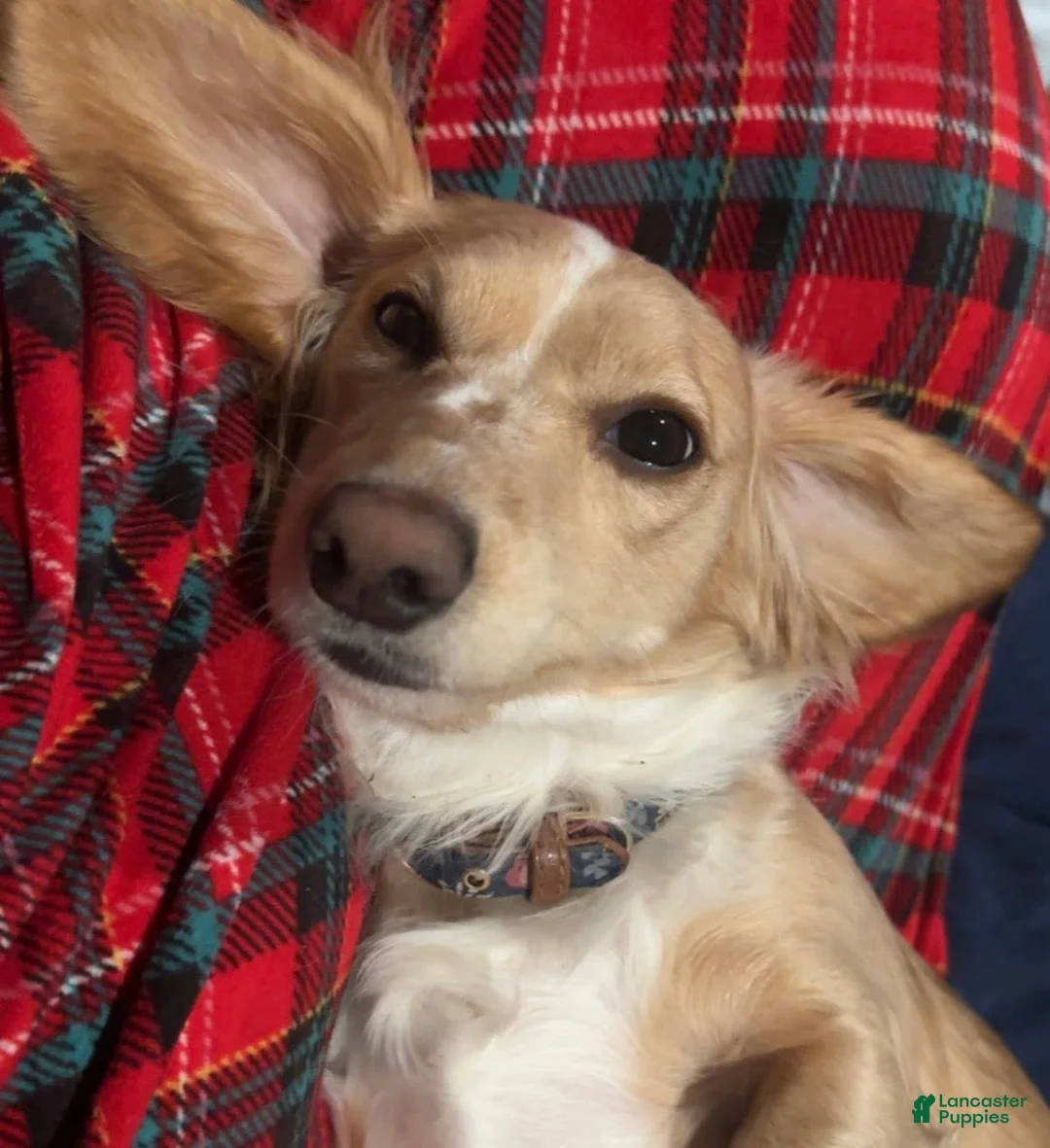 Miniature Dachshund dogs for sale: Miniature Dachshund Puppy 1 - Ad 5