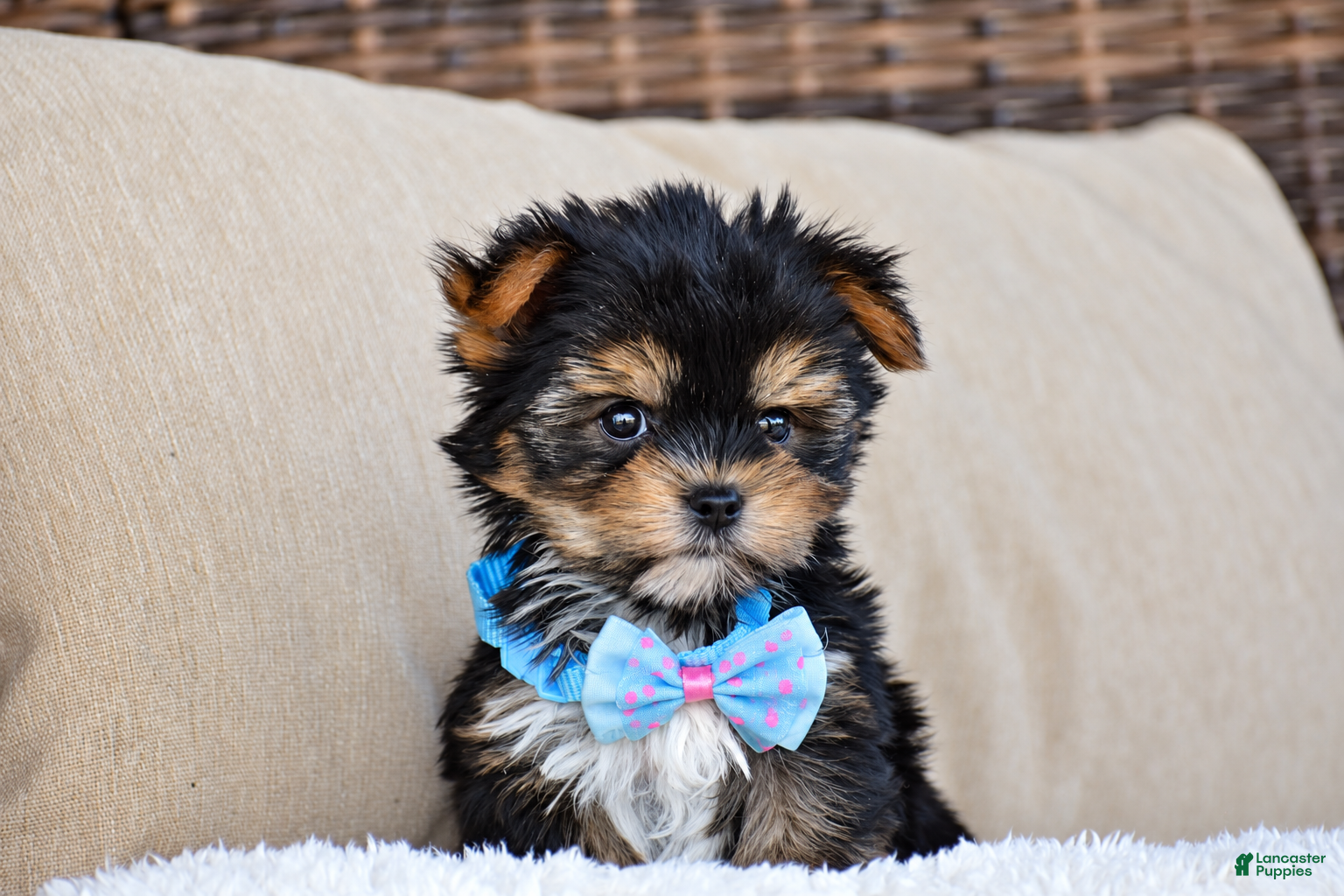 Yorkshire Terrier dogs Milo - Teacup - Ad 2