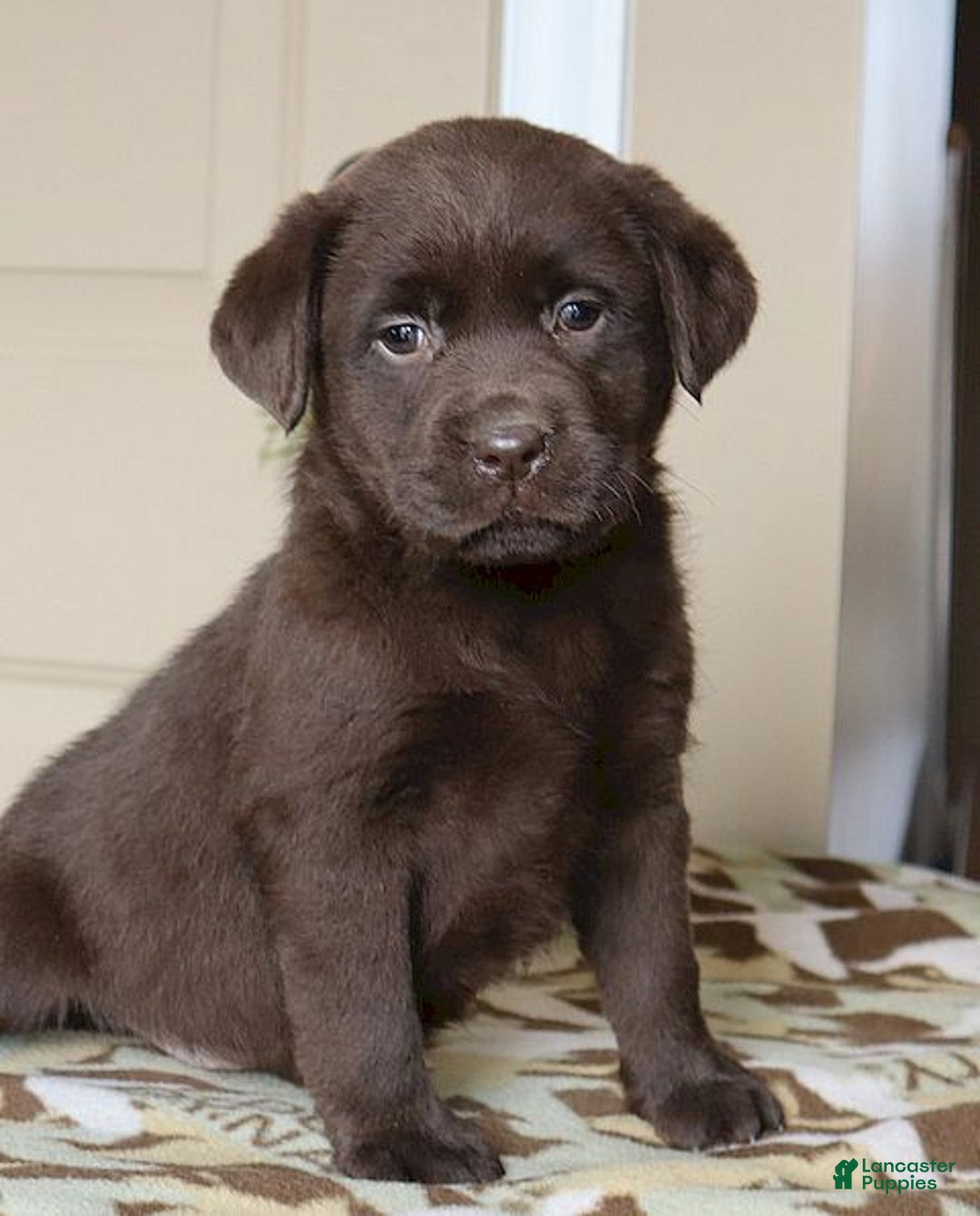 Labrador Retriever dogs for sale: Harper - Champ lines - Ad 1