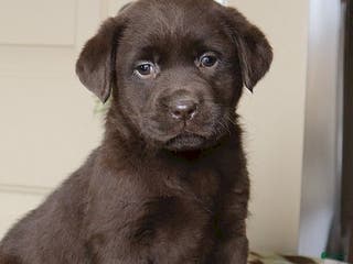 Labrador Retriever dogs Harper - Champ lines - Ad 4