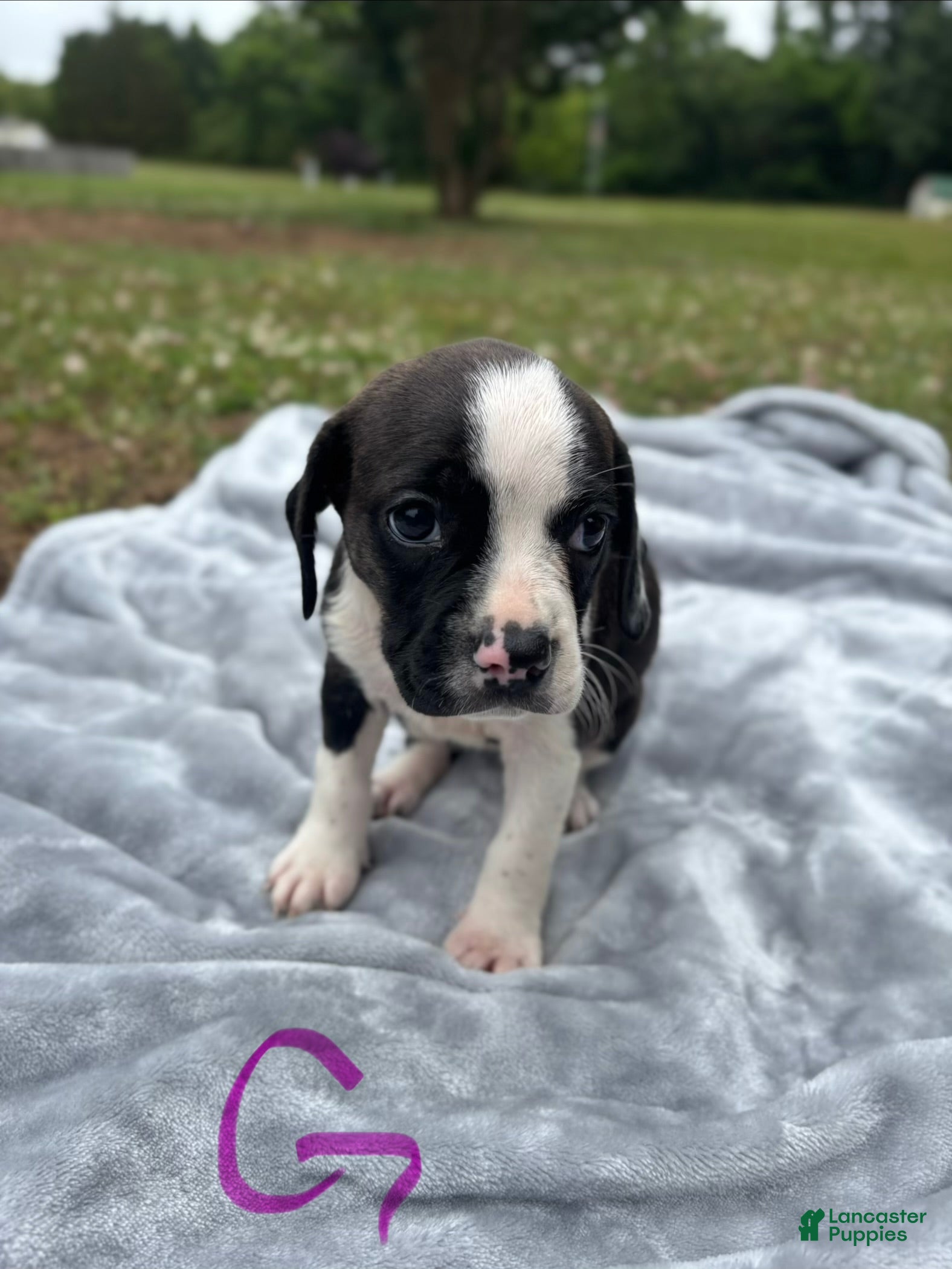 Mixed Breed dogs Emmylou - Ad 26