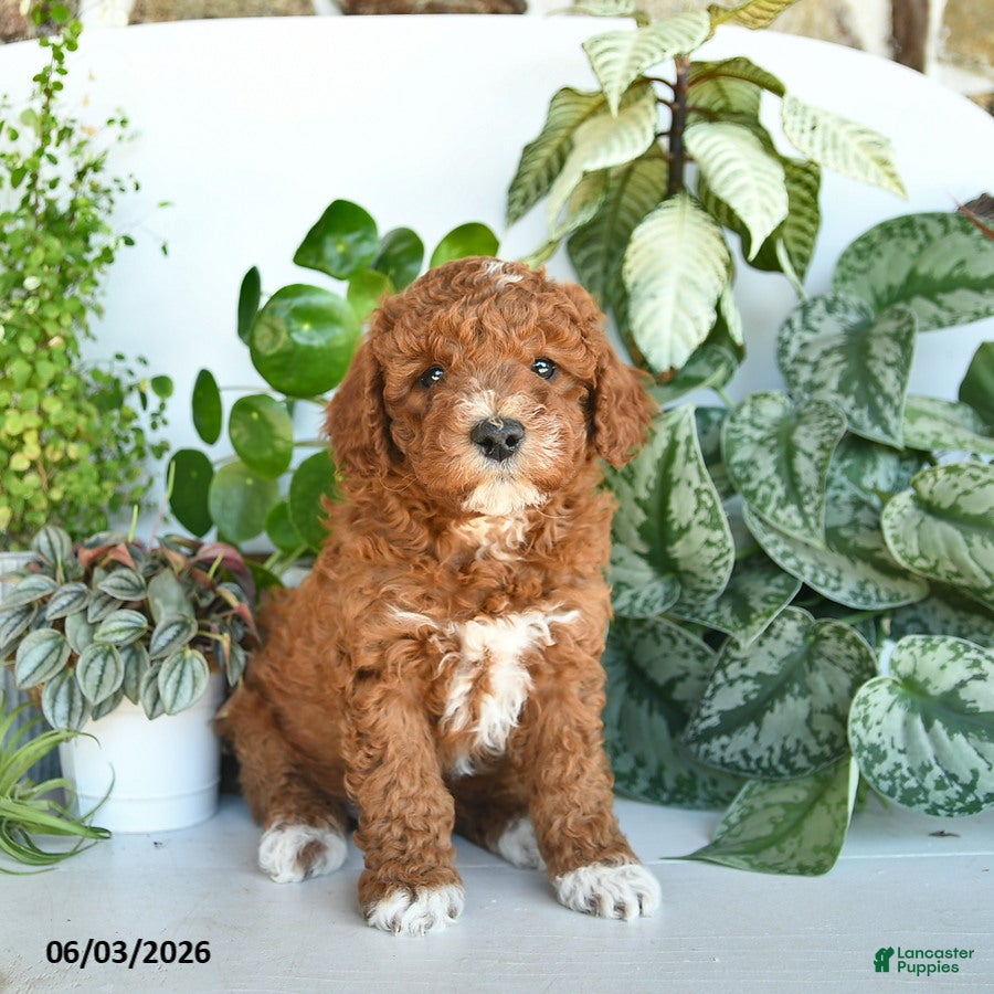 Cavapoo dogs for sale: Linford  - Ad 1