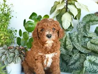 Cavapoo dogs for sale: Linford - Ad 2